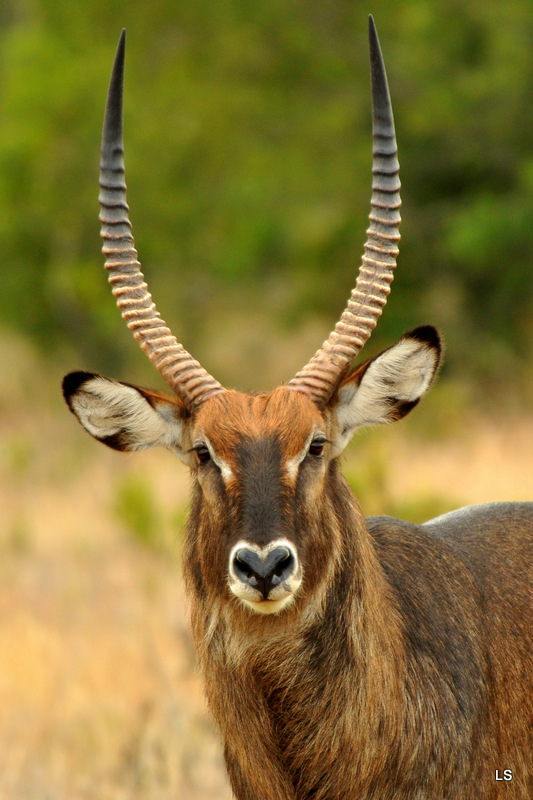 Cobe defassa/Waterbuck (4)