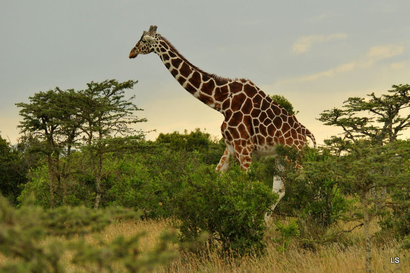 Girafe/Giraffe (9)