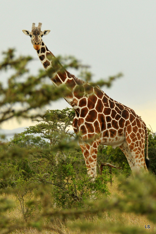 Girafe réticulée/Reticulated Giraffe (9)