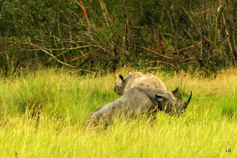 Rhinocéros noir/Black Rhino (12)