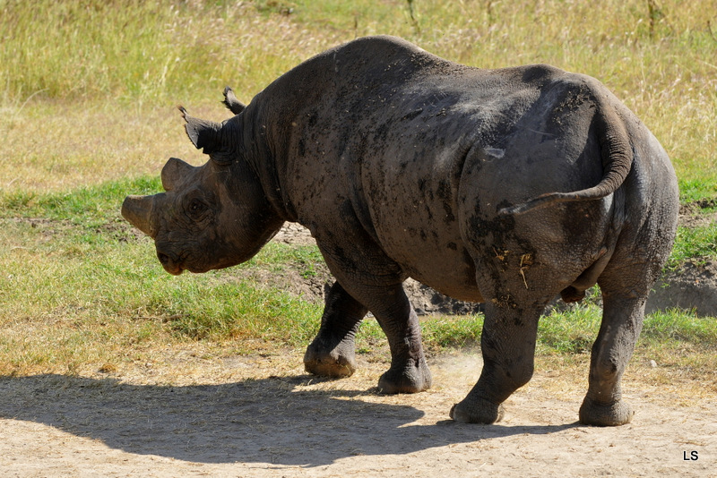 Rhinocéros noir/Black Rhino (9)