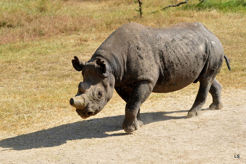 Rhinocéros noir/Black Rhino (10)