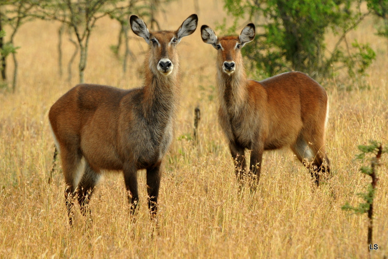 Cobe defassa/Waterbuck (1)