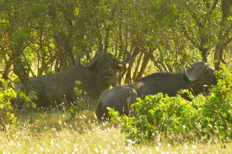 Buffle du Cap/Cape Buffalo (3)