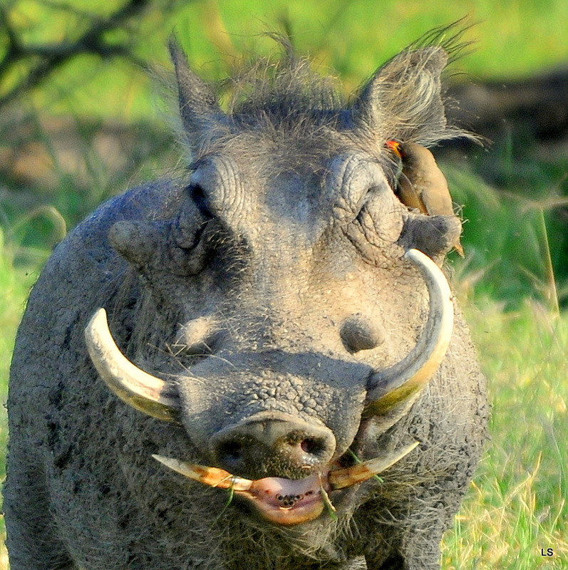 Phacochère/Warthog (3)