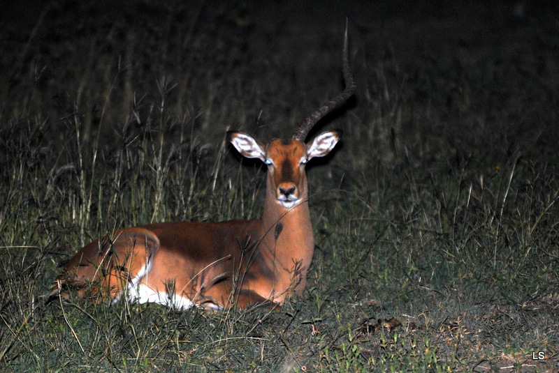 Impala (3)