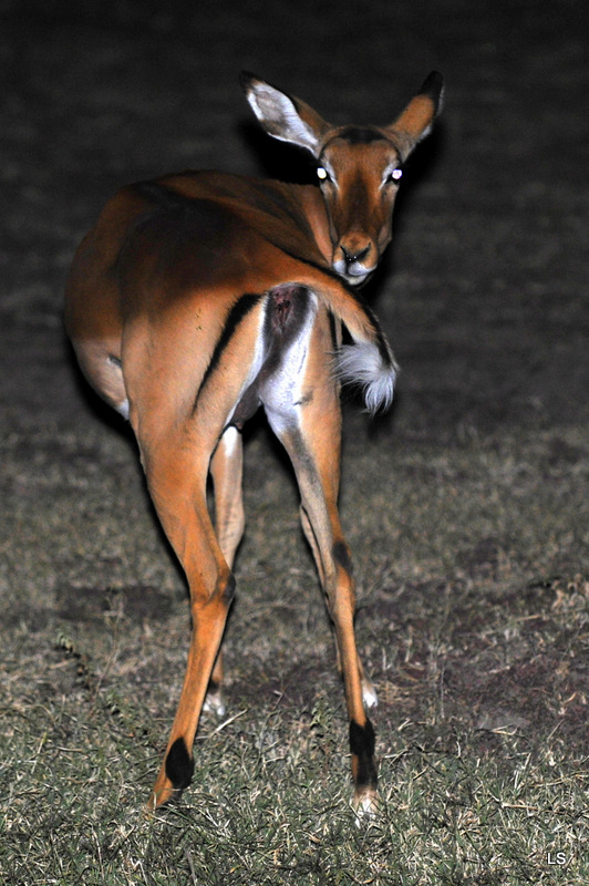 Impala (1)