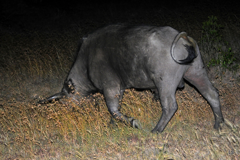 Buffle du Cap/Cape Buffalo (1)