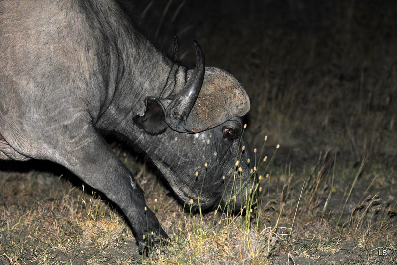 Buffle du Cap/Cape Buffalo (2)