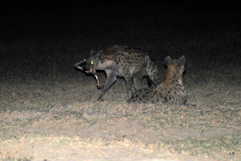 Hyène tachetée/Spotted Hyena (1)