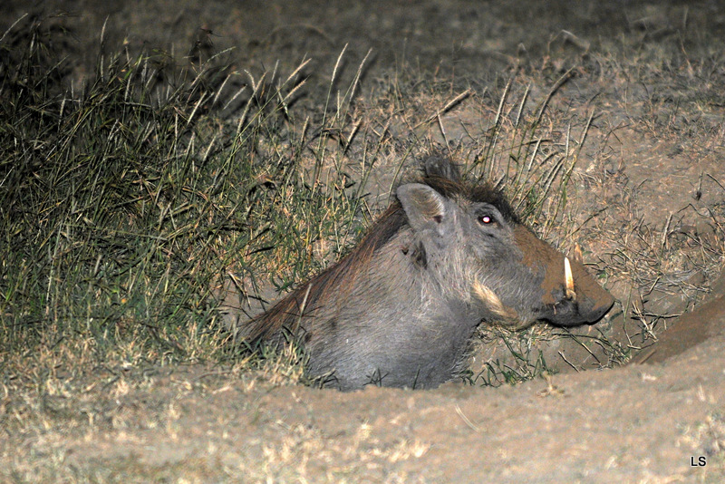 Phacochère/Warthog (7)