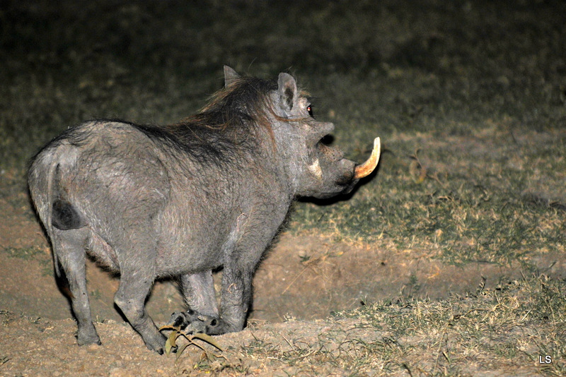 Phacochère/Warthog (8)