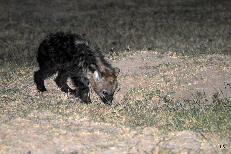 Hyène tachetée/Spotted Hyena (2)