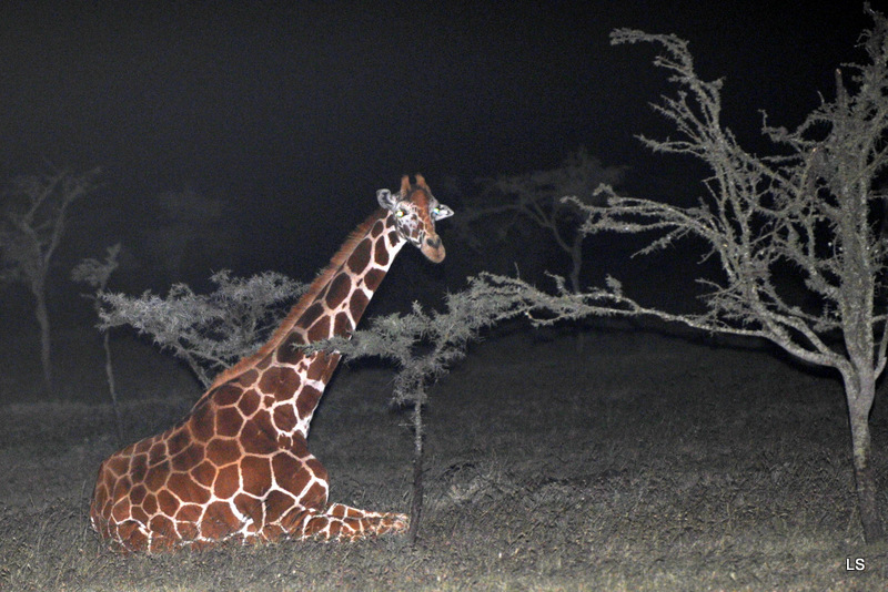 Girafe réticulée/Reticulated Giraffe (1)