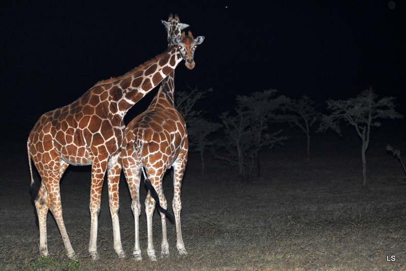 Girafe réticulée/Reticulated Giraffe (2)