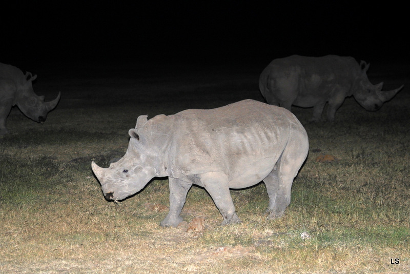 Rhinocéros blanc/White Rhino (1)