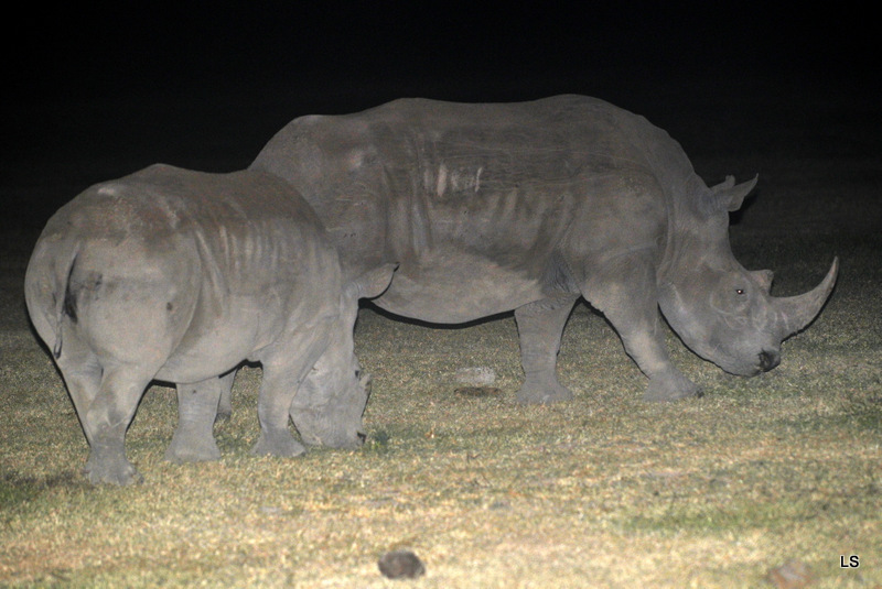 Rhinocéros blanc/White Rhino (2)