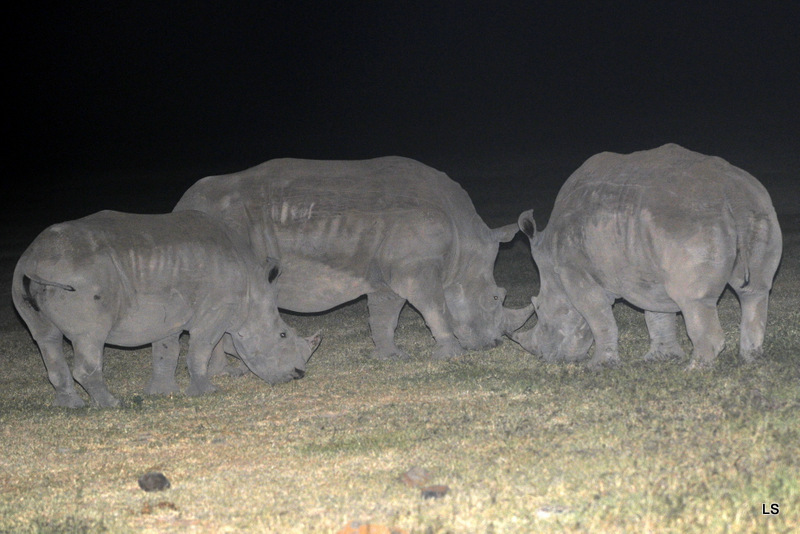 Rhinocéros blanc/White Rhino (3)