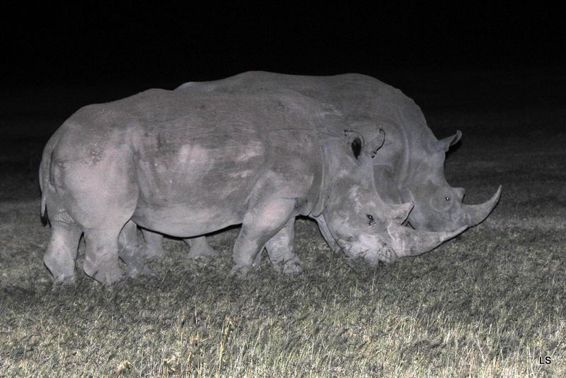 Rhinocéros blanc/White Rhino (4)