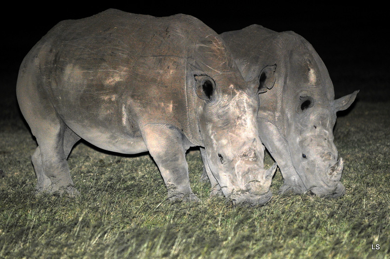 Rhinocéros blanc/White Rhino (5)