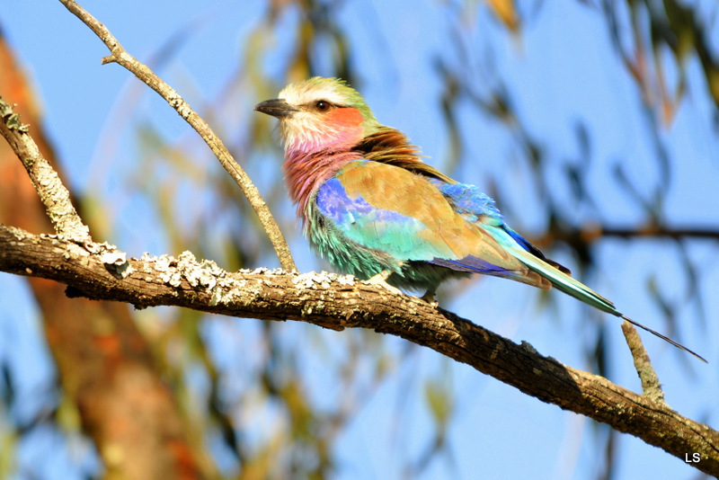 Rollier à longs brins/Lilac-breasted Roller (4)