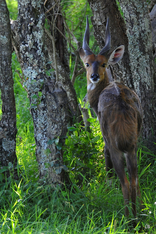 Guib harnaché/Bushbuck (2)