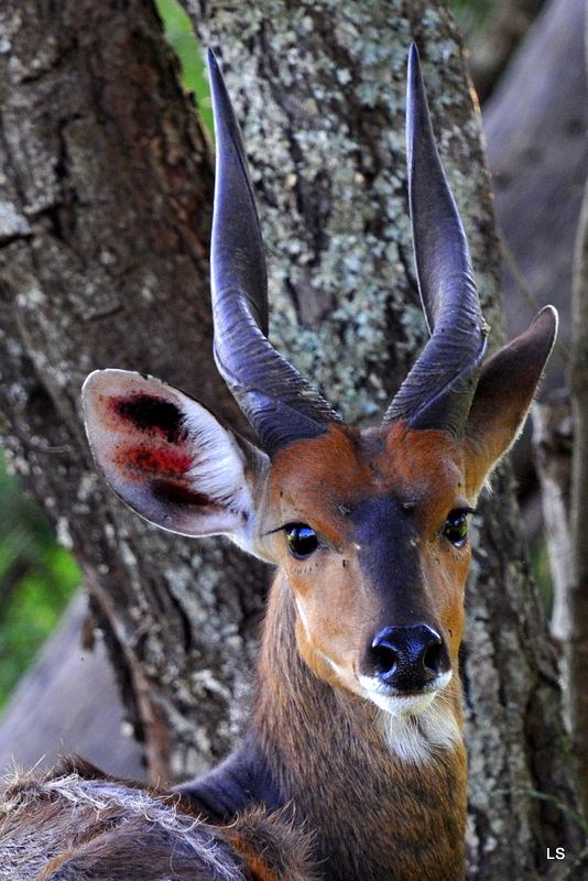 Guib harnaché/Bushbuck (1)