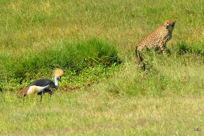 Guépard/Cheetah (1)