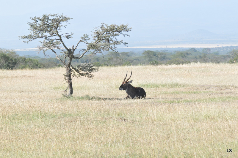 Cobe defassa/Waterbuck (2)