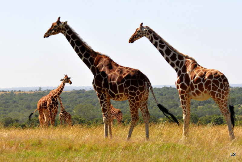 Girafe réticulée/Reticulated Giraffe (3)