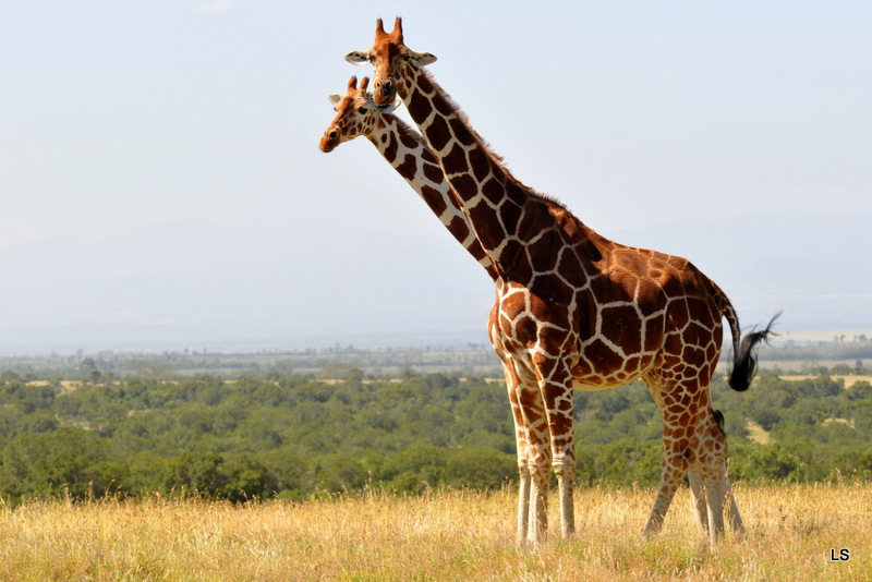 Girafe réticulée/Reticulated Giraffe (4)