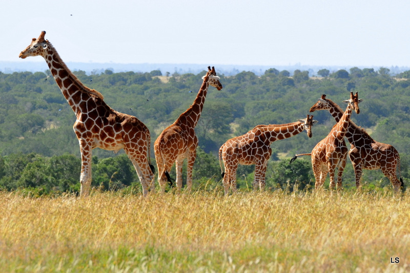 Girafe réticulée/Reticulated Giraffe (5)