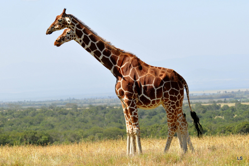 Girafe réticulée/Reticulated Giraffe (6)