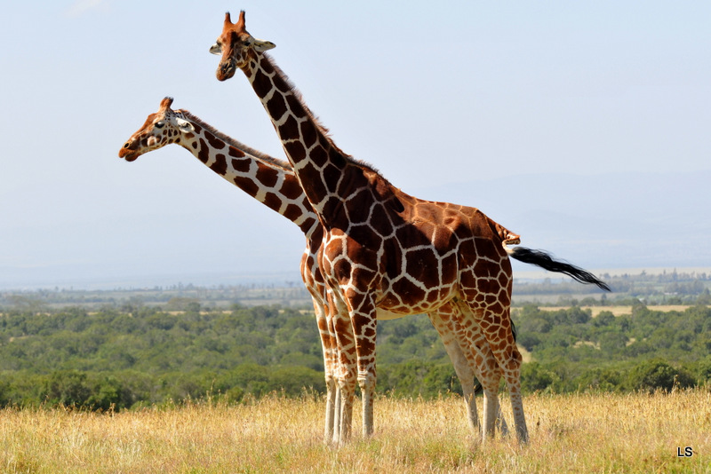 Girafe réticulée/Reticulated Giraffe (7)