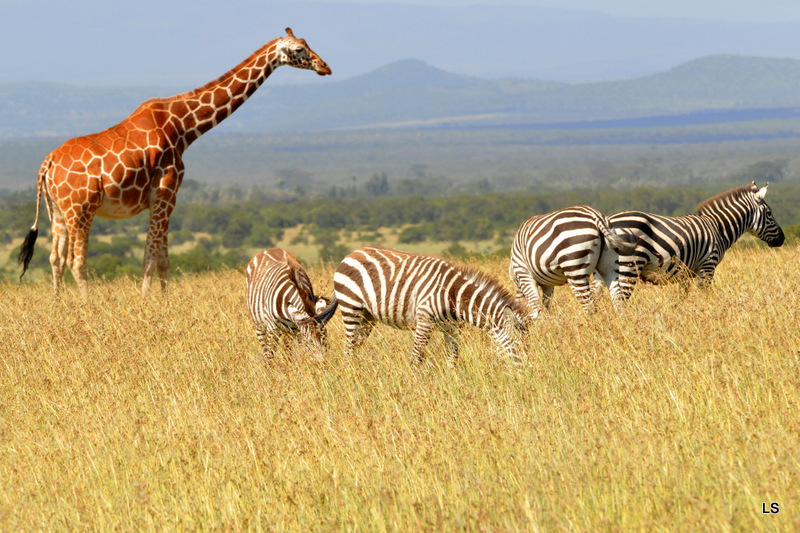 Zèbres et girafe