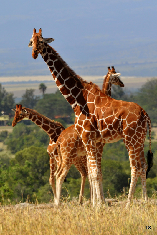 Girafe réticulée/Reticulated Giraffe (8)