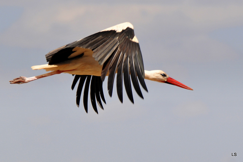 Cigogne blanche/White Stork (1)