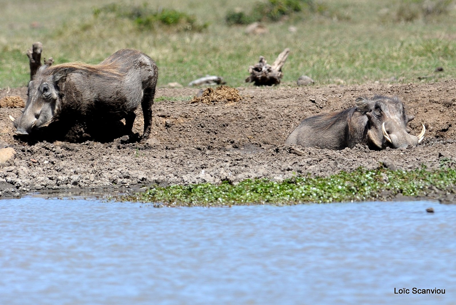 Phacochère/Warthog (2)