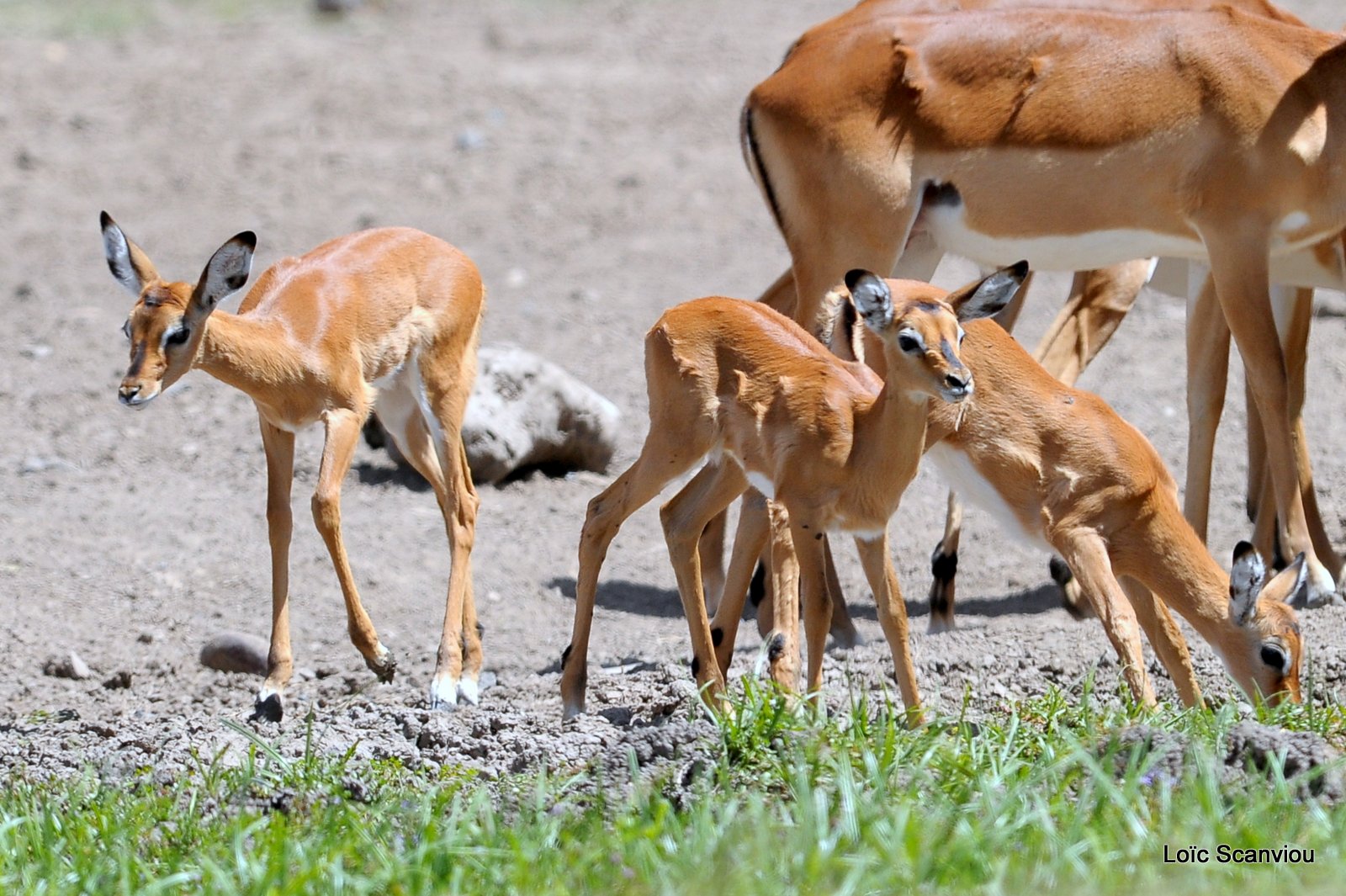 Impala (3)