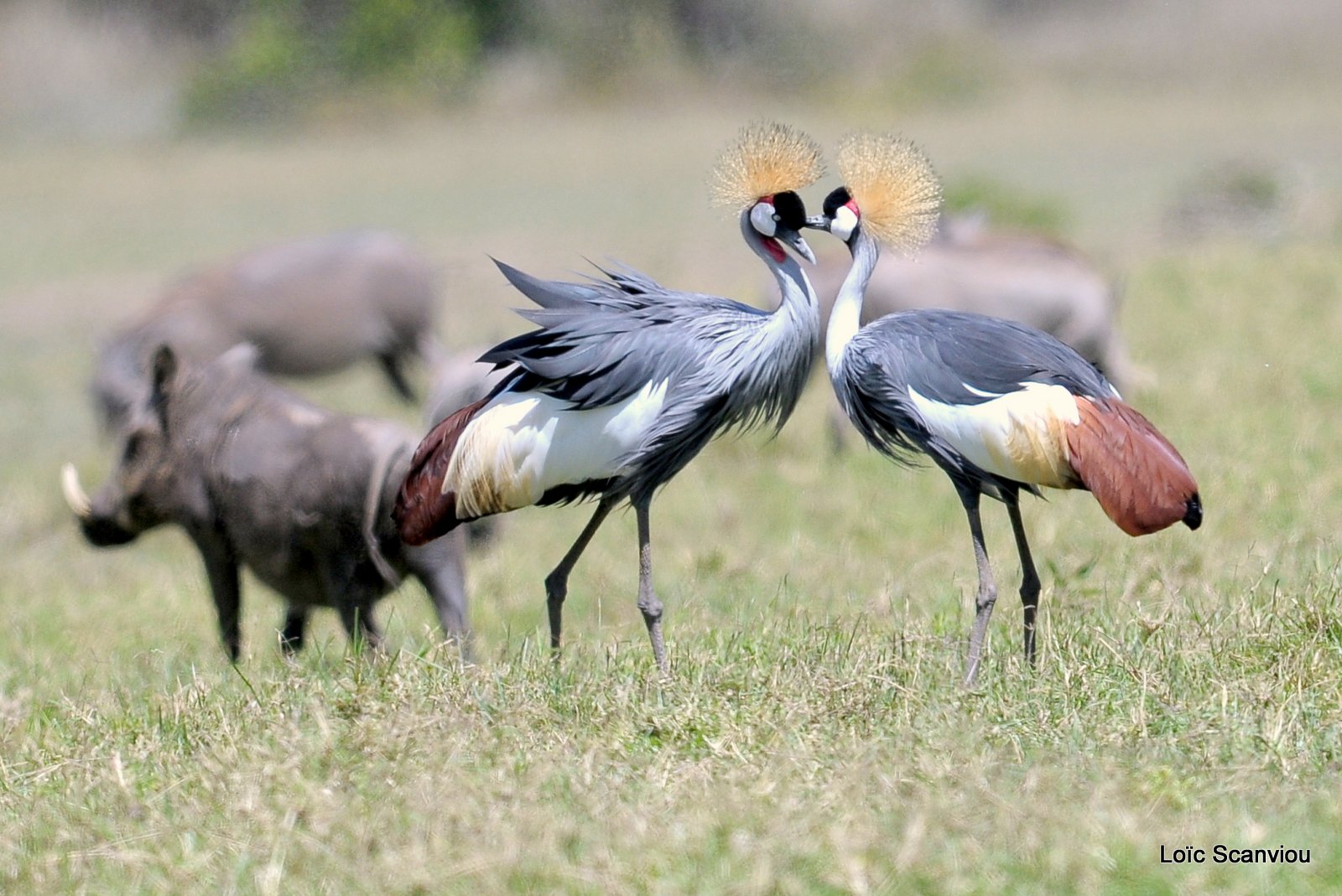 Grue couronnée/Grey-crowned Crane (1)