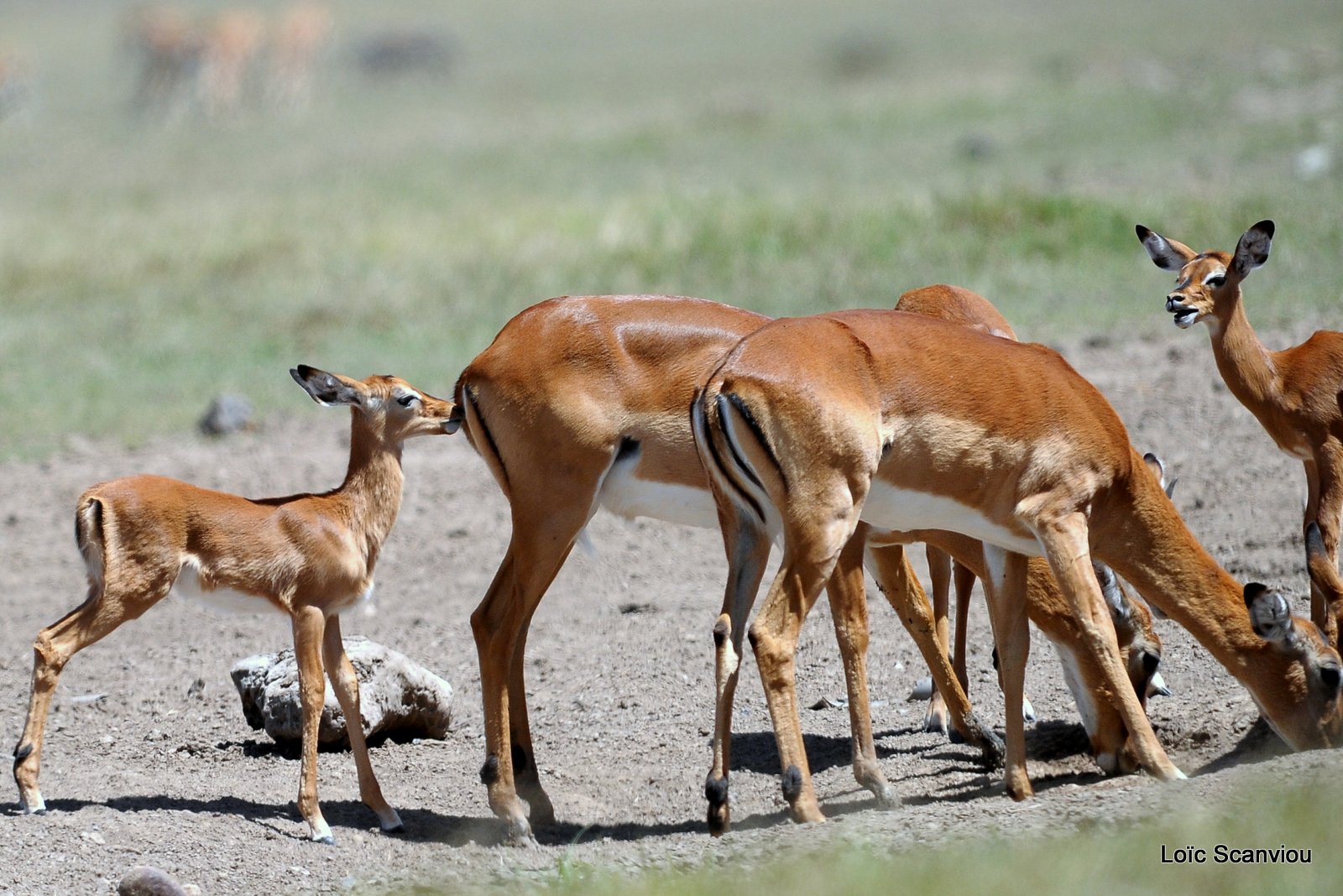 Impala (4)