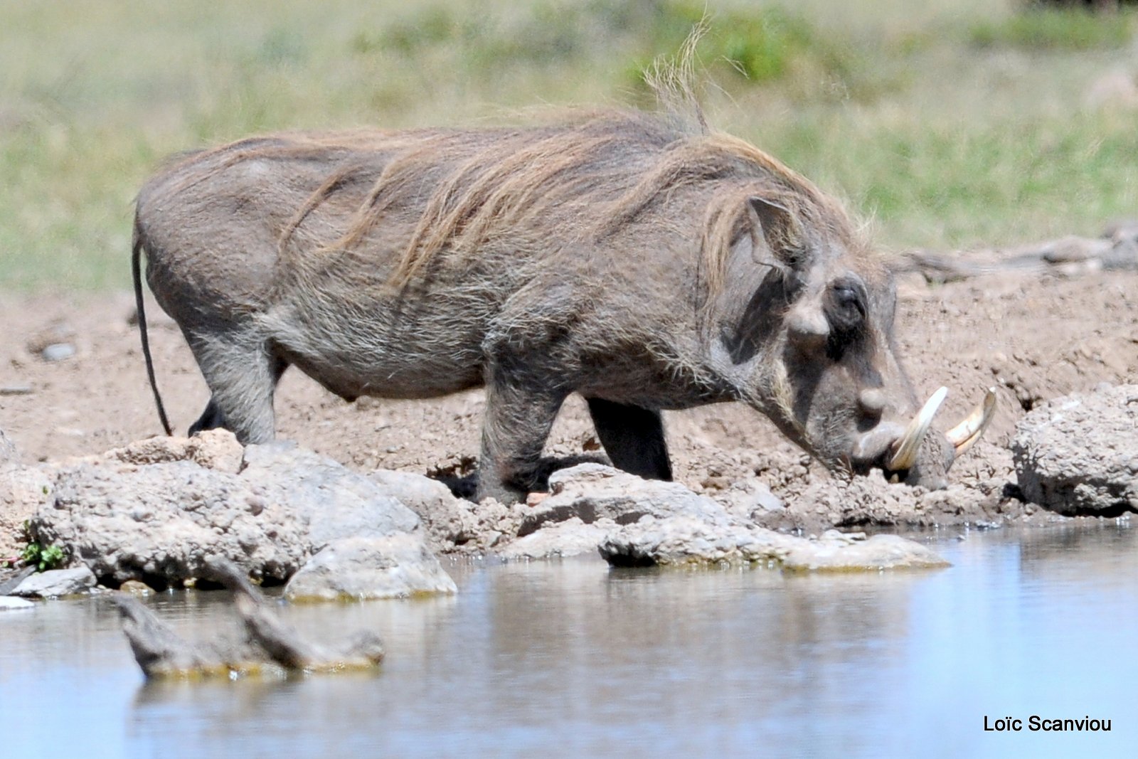 Phacochère/Warthog (3)