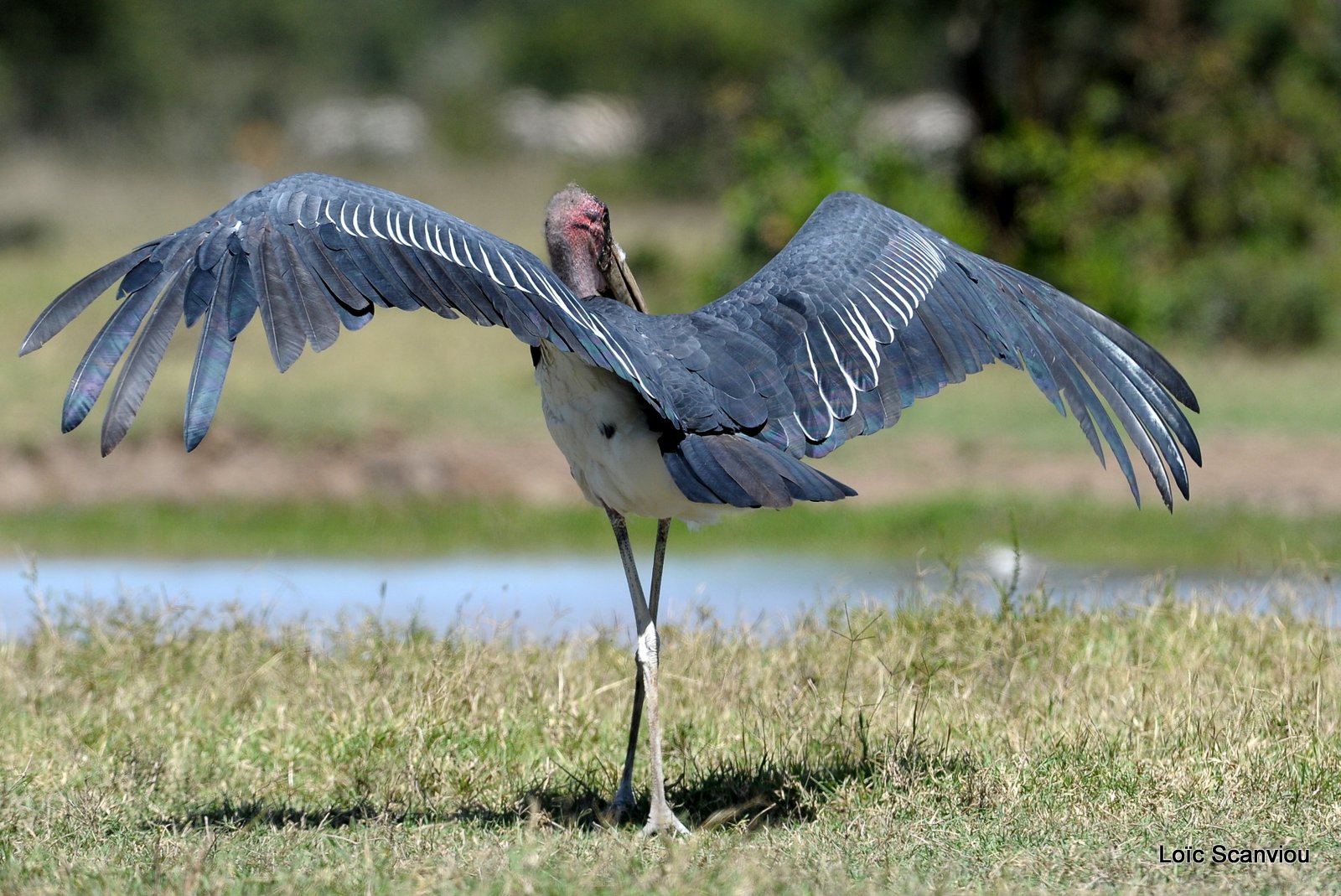 Marabout/Marabou Stork (1)