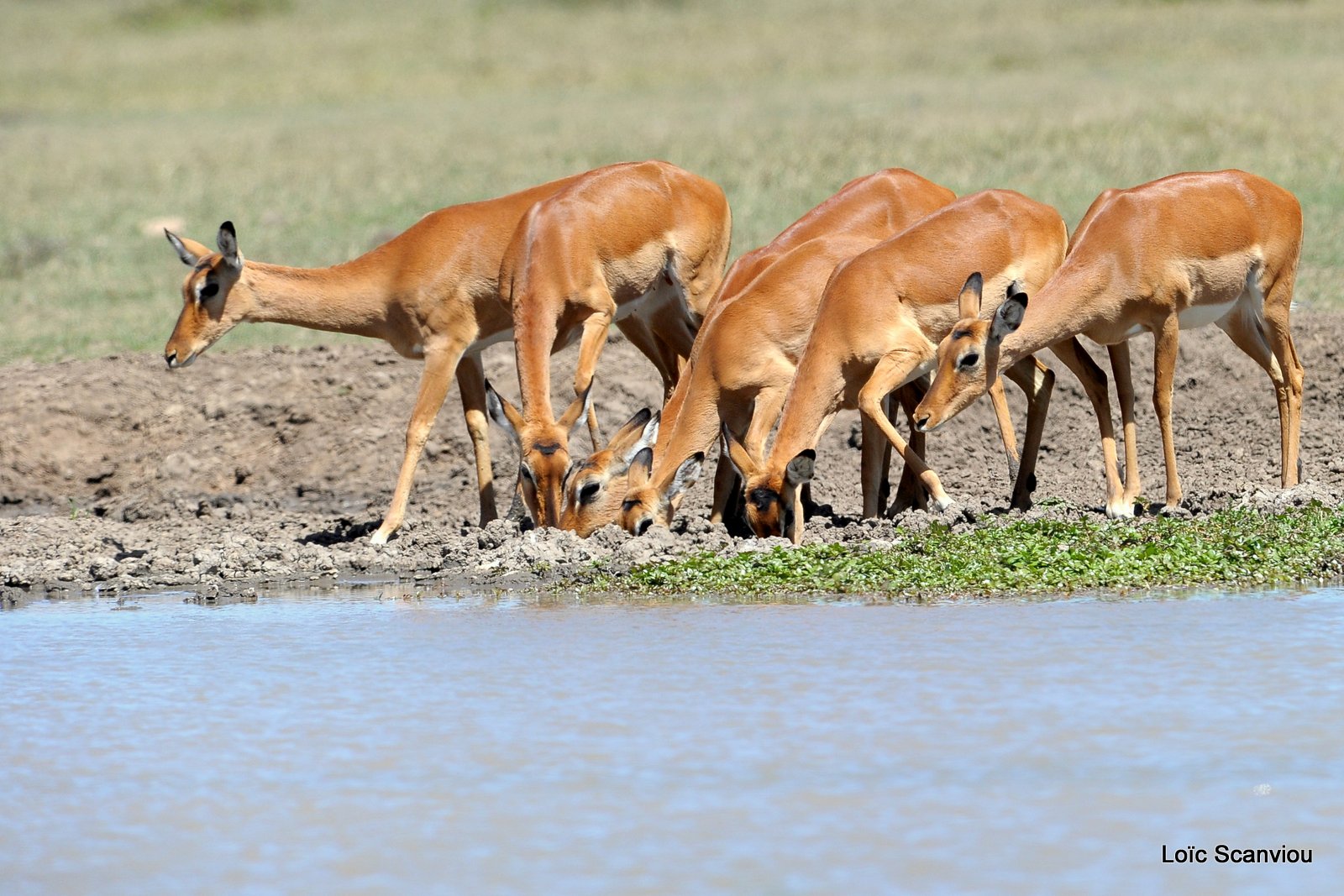 Impala (5)