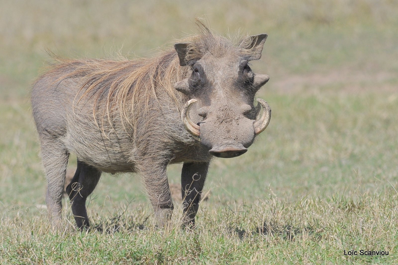 Phacochère/Warthog (4)