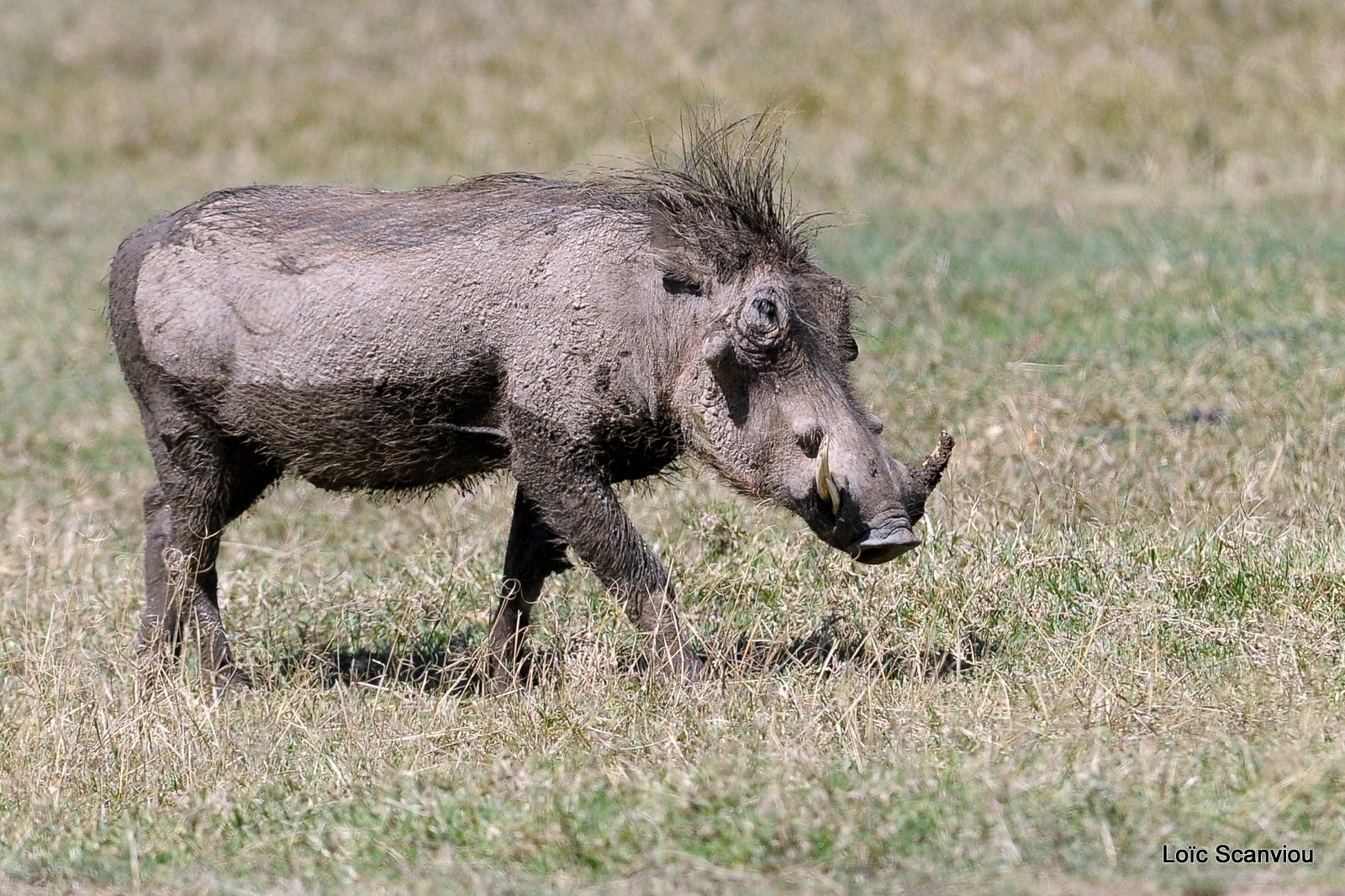 Phacochère/Warthog (5)