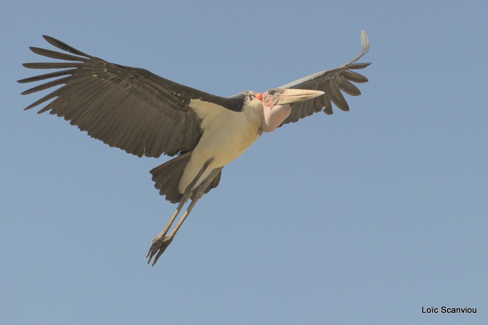 Marabout/Marabou Stork (2)