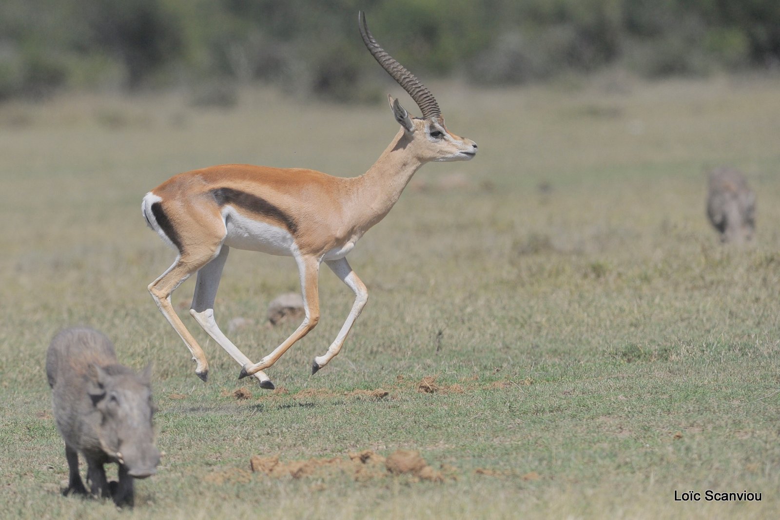 Gazelle de Thomson (1)