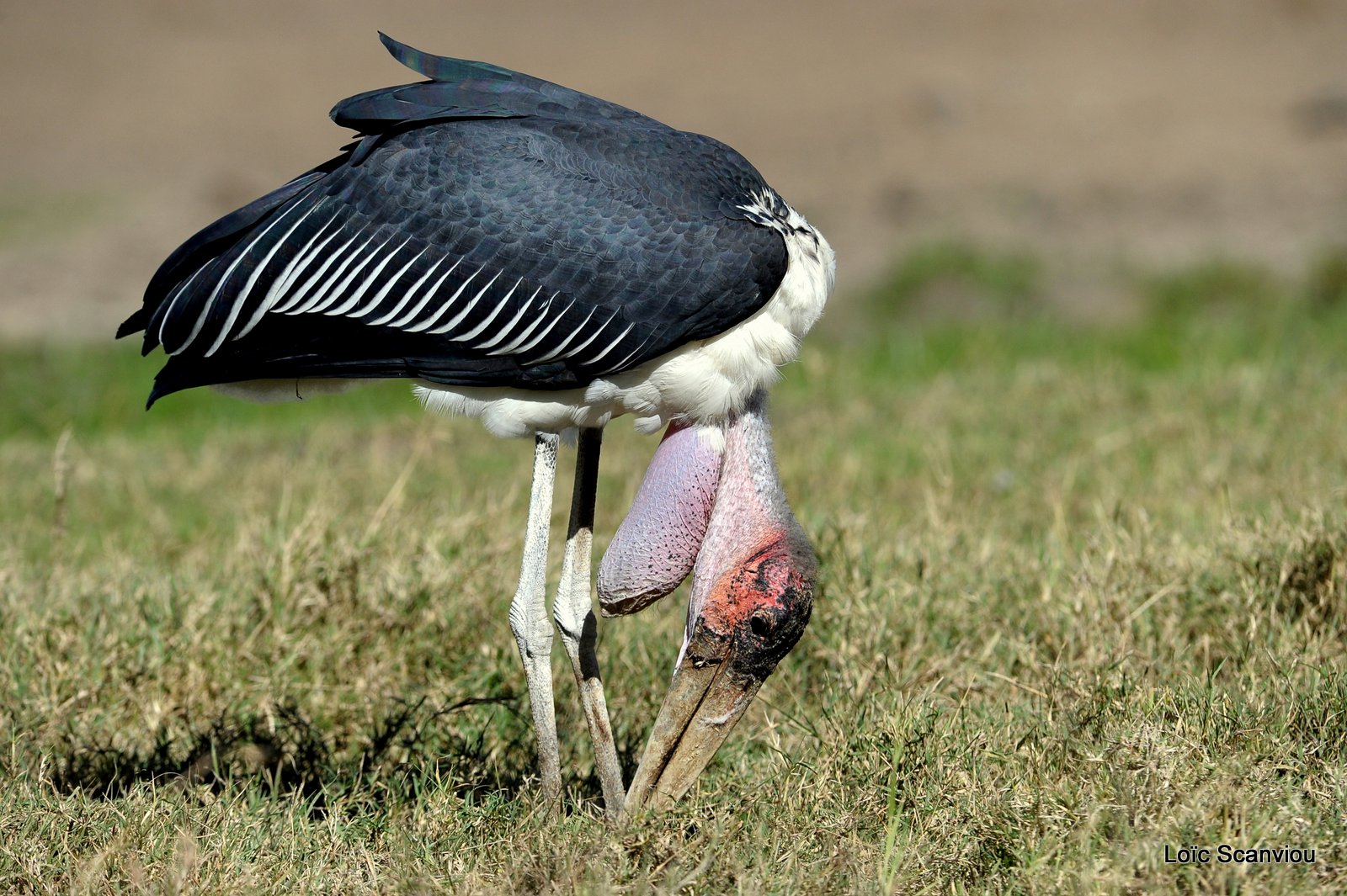 Marabout/Marabou Stork (3)