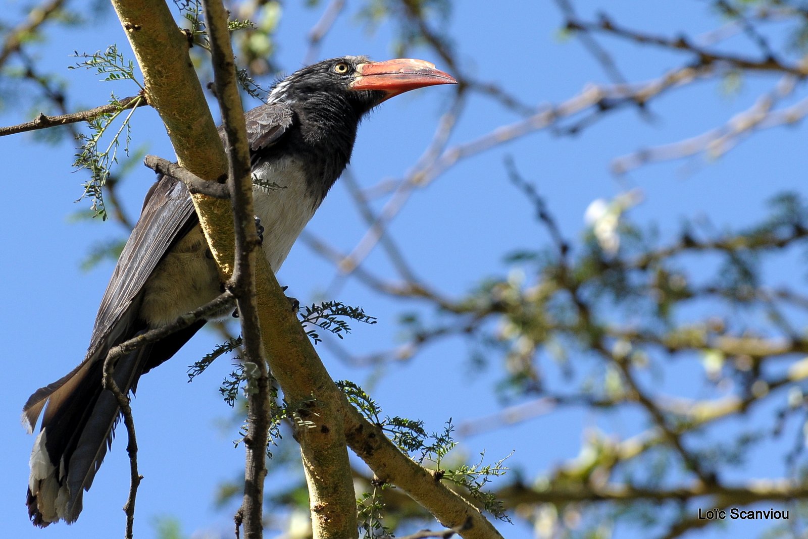 Calao couronné/Crowned Hornbill (1)